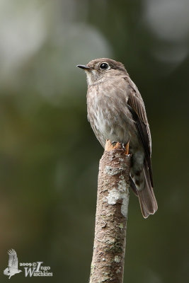 Dark-sided Flycatcher (Muscicapa sibirica)