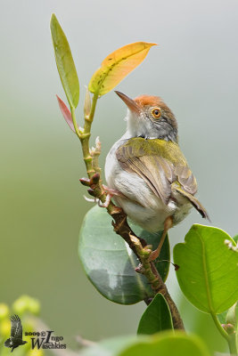 Adult female Common Tailorbird
