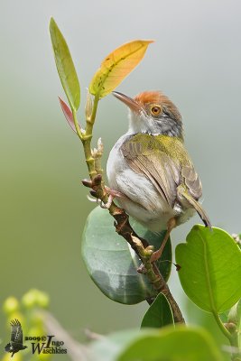 Adult female Common Tailorbird