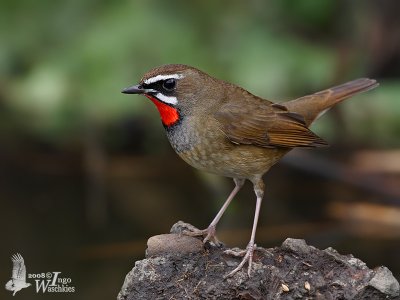 Adult male Siberian Rubythroat