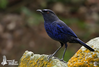 Taiwan Whistling Thrush (Myophonus insularis)