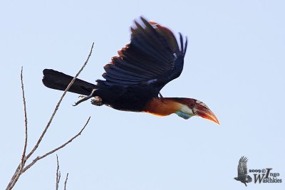 Adult male Sumba Hornbill