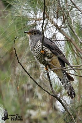 Adult Sunda Cuckoo