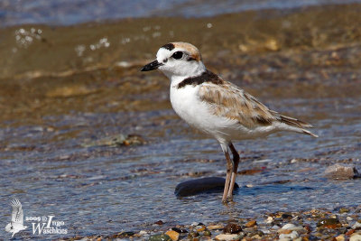 Adult male Malaysian Plover