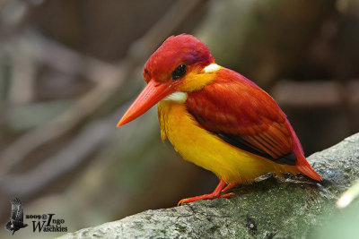 Adult Rufous-backed Kingfisher