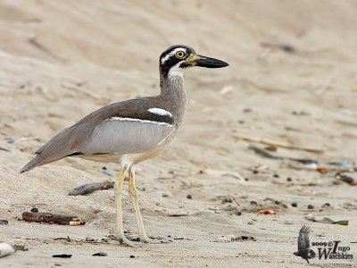 Adult Beach Stone-curlew