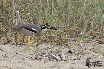 Adult Beach Stone-curlew