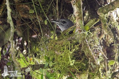 Female Bare-throated Whistler on nest