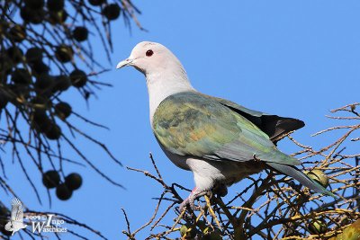 Adult Green Imperial Pigeon (ssp. aena)