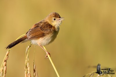 Golden-headed Cisticola in transitional plumage