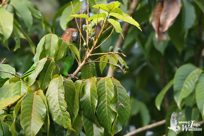 Adult female Red-cheeked Parrot (ssp. floresianus)