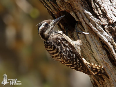 Sunda Pygmy Woodpecker (ssp. grandis)