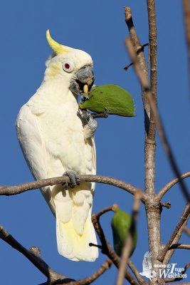 Yellow-crested Cockatoo (Cacatua sulphurea)