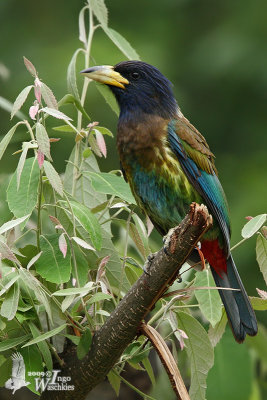 Great Barbet (Megalaima virens)