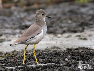 Adult White-tailed Lapwing