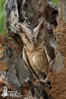 Adult Indian Sops-owl