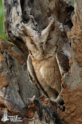 Indian Scops Owl (Otus bakkamoena)