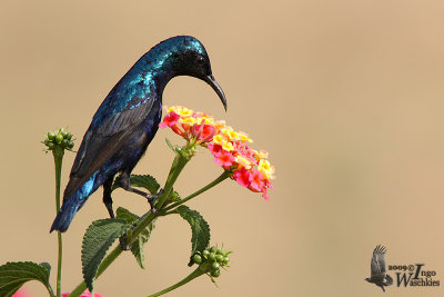 Male Purple Sunbird