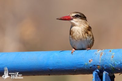 Female Brown-hooded Kingfisher