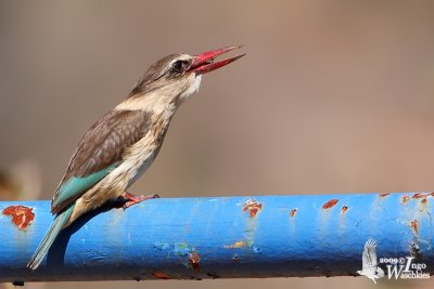 Female Brown-hooded Kingfisher