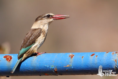 Brown-hooded Kingfisher (Halcyon albiventris)