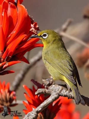 Cape White-eye (Zosterops capensis)