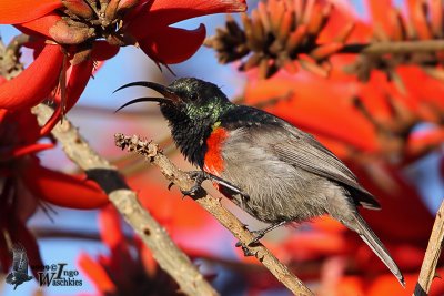 Male Greater Double-collared Sunbird