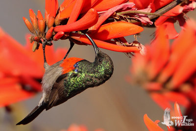 Greater Double-collared Sunbird (Cinnyris afer)