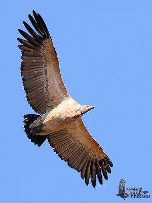 Immature Cape Vulture