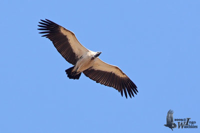 Adult Cape Vulture