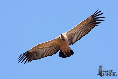 Juvenile Cape Vulture