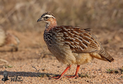 Adult Crested Francolin (ssp. sephaena)