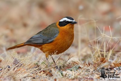 Adult White-browed Robin-Chat