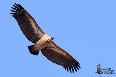 Immature White-backed Vulture