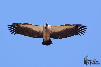 Adult White-backed Vulture