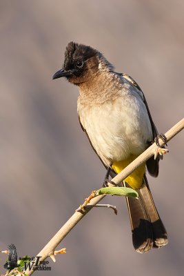 Common Bulbul (Pycnonotus barbatus)