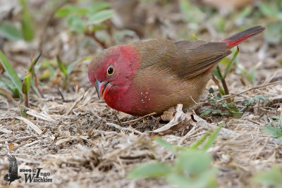 Adult male Red-billed Firefinch