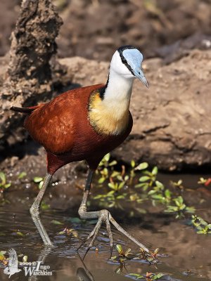 Adult African Jacana