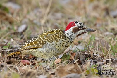 Adult female Bennett's Woodpecker