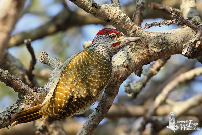 Golden-tailed Woodpecker (Campethera abingoni)