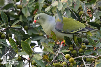 Adult African Green Pigeon