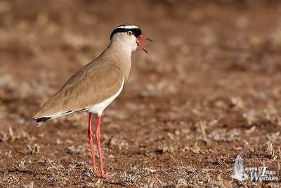 Adult Crowned Lapwing