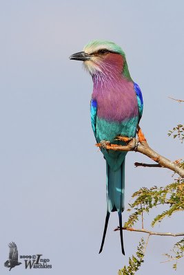 Adult Lilac-breasted Roller (ssp. caudata)