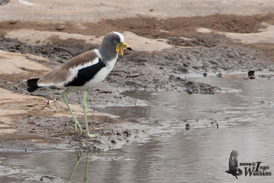 Adult White-crowned Lapwing