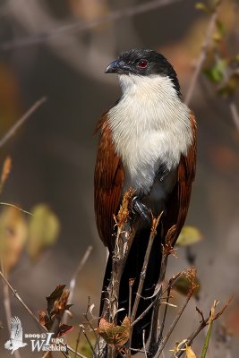 Adult Burchell's Coucal