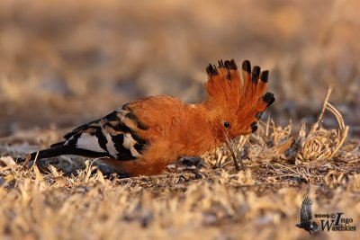 Adult male African Hoopoe