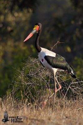 Adult male Saddle-billed Stork