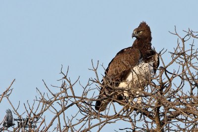 Adult Martial Eagle