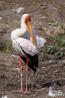 Adult Yellow-billed Stork