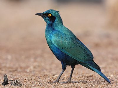 Adult Greater Blue-eared Starling